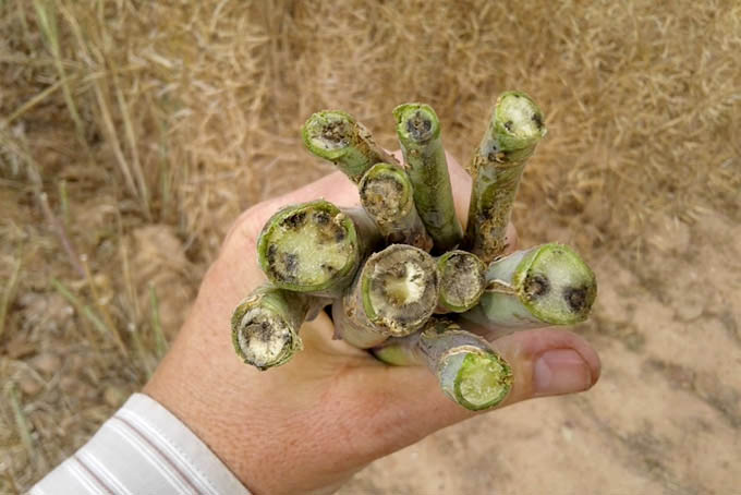 Swartstaminfeksie in die stam