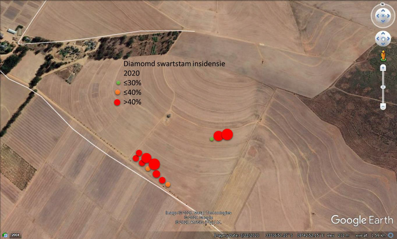 Figuur 1: Die wisselvalligheid van swartstaminfeksie by Diamond op Langgewens in 2020