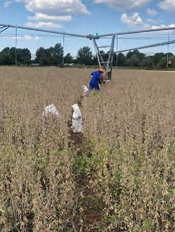 Removal of samples from the untreated quadrant. Samples were taken at 10 step intervals (approximately 10m between samples) along the 