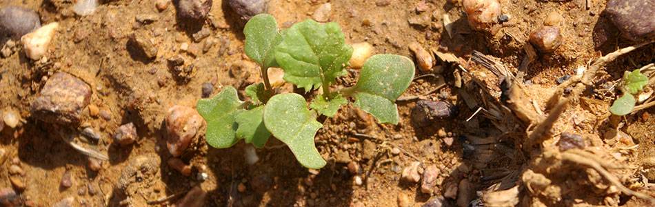Canola seedling