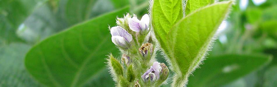 Soybean flowers