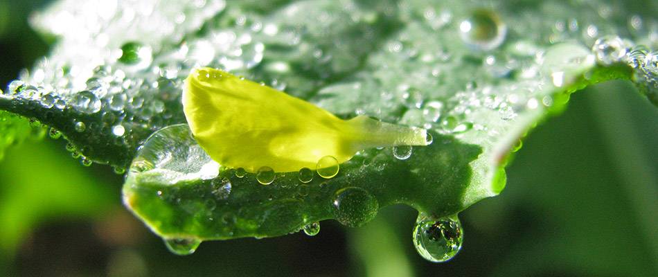 Canola flower leaf with raindrops