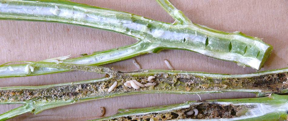 Healthy canola stem vs weevils in stem