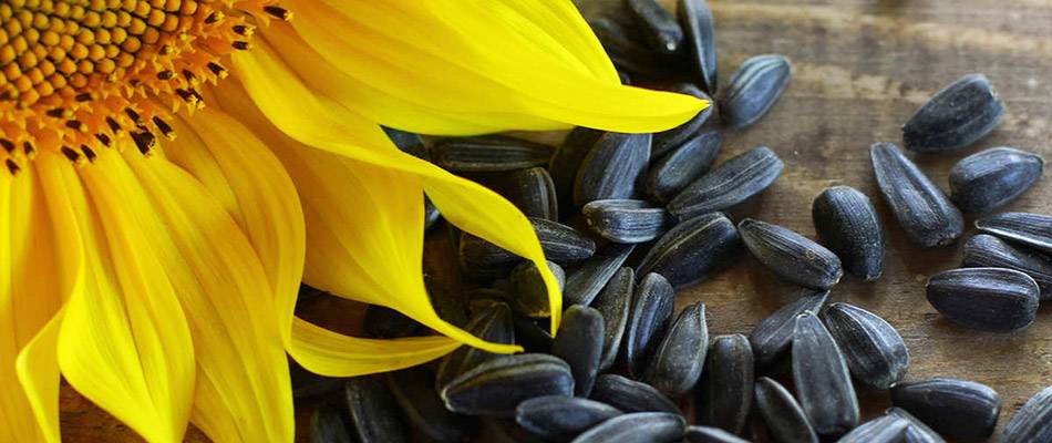Sunflower and seeds