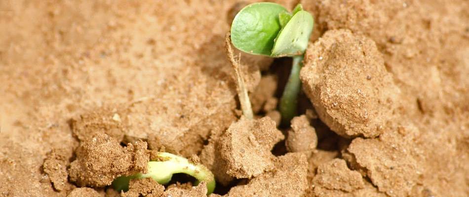 Soybean seedling pushing through the ground