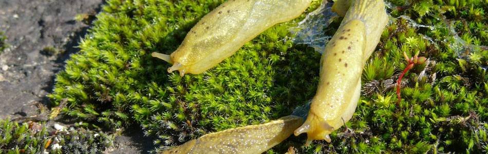 Indigenous slugs – oopelta polypunctata