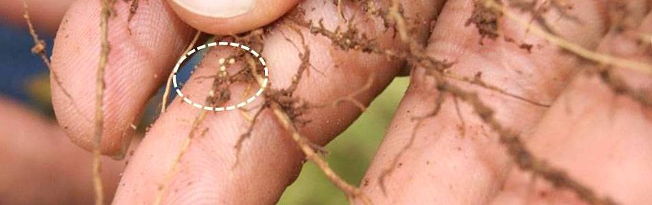 Cyst nematodes on soybean plant roots in Brazil
