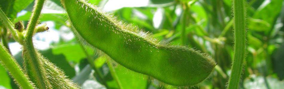 Soybean pods with seeds showing through in the sun