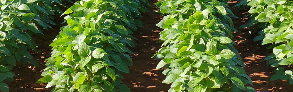 Soybeans – Embrapa