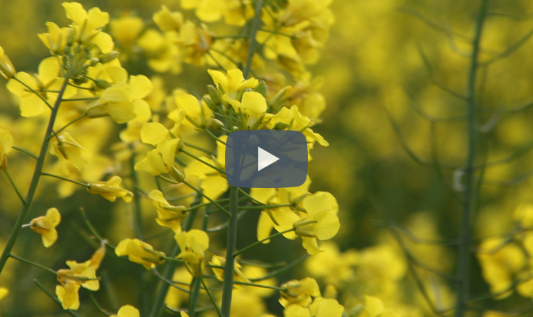 Canola YouTube video thumbnail